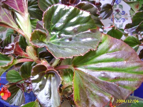 Foto de Begonia semperflorens