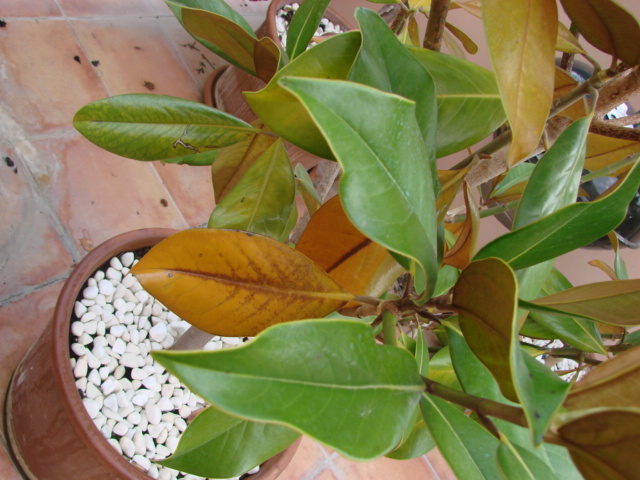 Problemas, plagas y enfermedades del magnolio