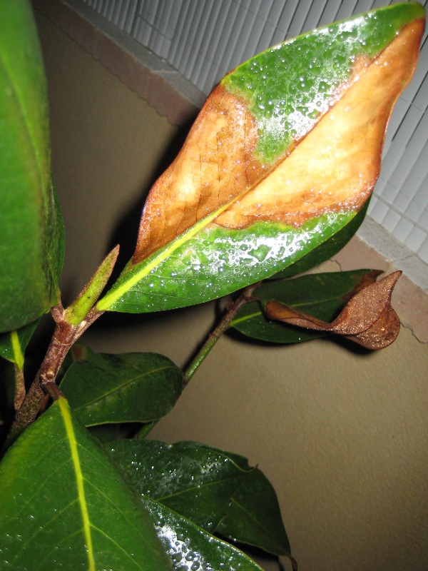 Problemas, plagas y enfermedades del magnolio