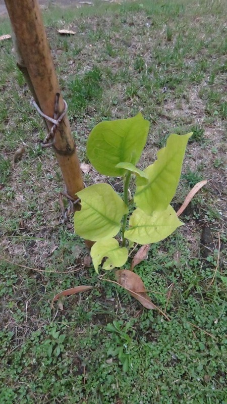 [Foto de planta, jardin, jardineria]