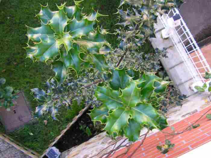 [Foto de planta, jardin, jardineria]