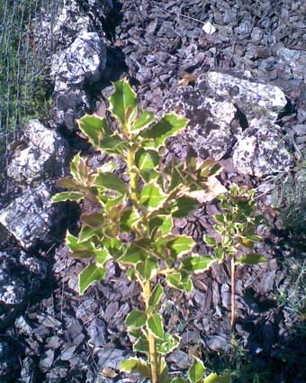 [Foto de planta, jardin, jardineria]