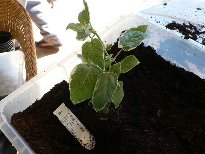 [Foto de planta, jardin, jardineria]