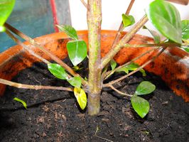 [Foto de planta, jardin, jardineria]