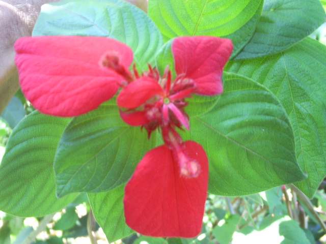 [Foto de planta, jardin, jardineria]