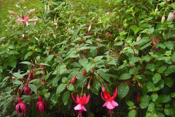 [Foto de planta, jardin, jardineria]