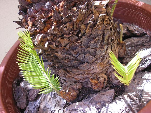 [Foto de planta, jardin, jardineria]