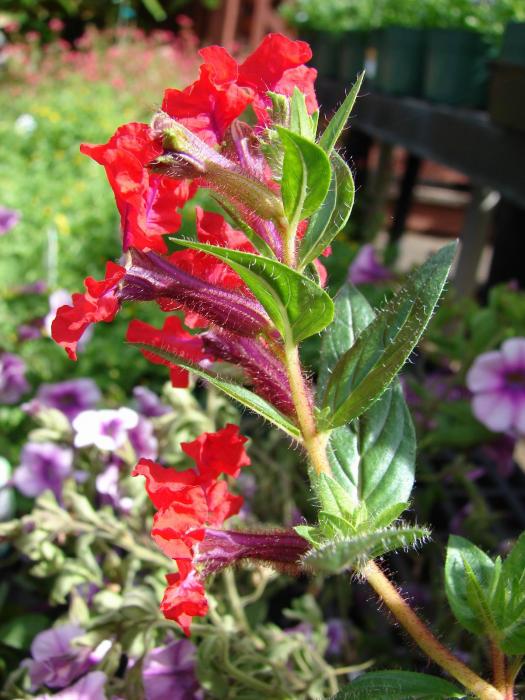 [Foto de planta, jardin, jardineria]