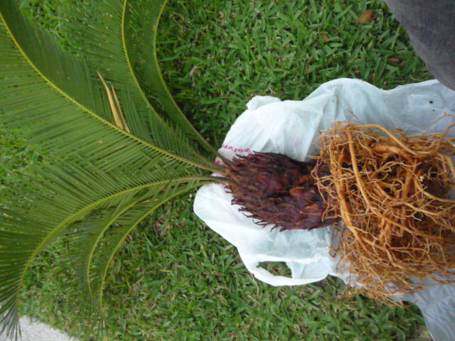 [Foto de planta, jardin, jardineria]