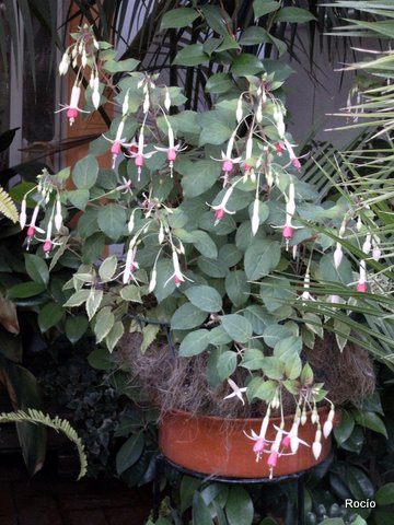 [Foto de planta, jardin, jardineria]