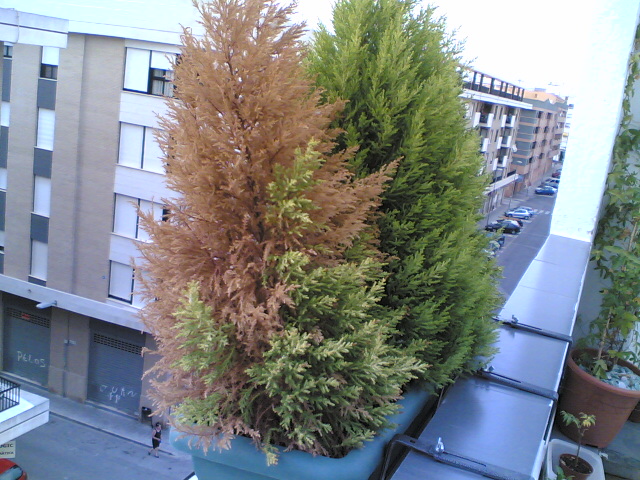 [Foto de planta, jardin, jardineria]