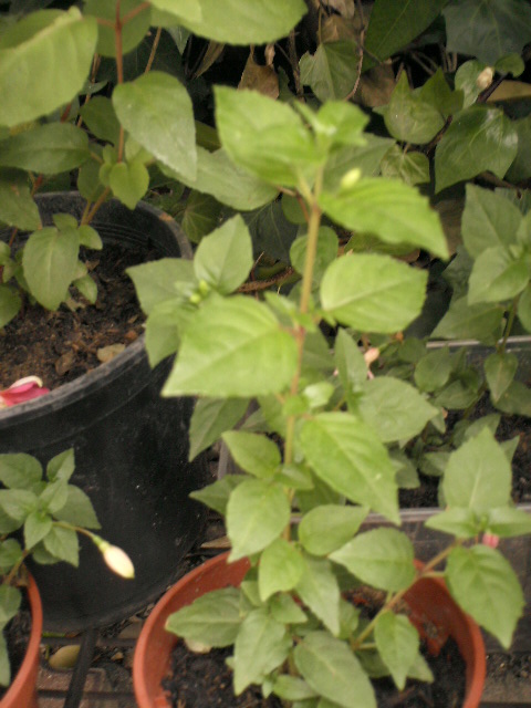 [Foto de planta, jardin, jardineria]