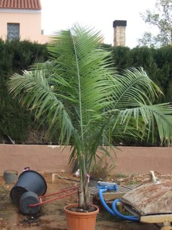 [Foto de planta, jardin, jardineria]