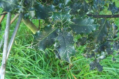 [Foto de planta, jardin, jardineria]