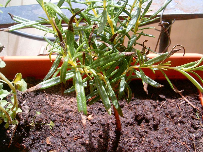 [Foto de planta, jardin, jardineria]