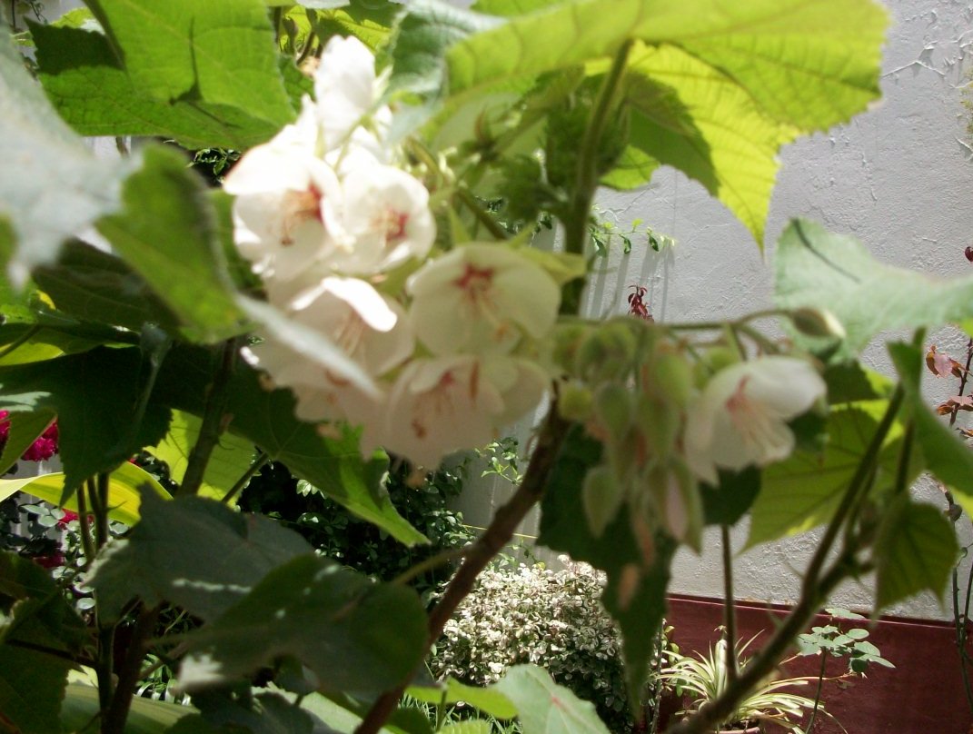 [Foto de planta, jardin, jardineria]