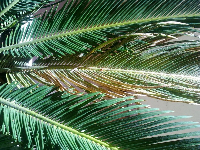 [Foto de planta, jardin, jardineria]