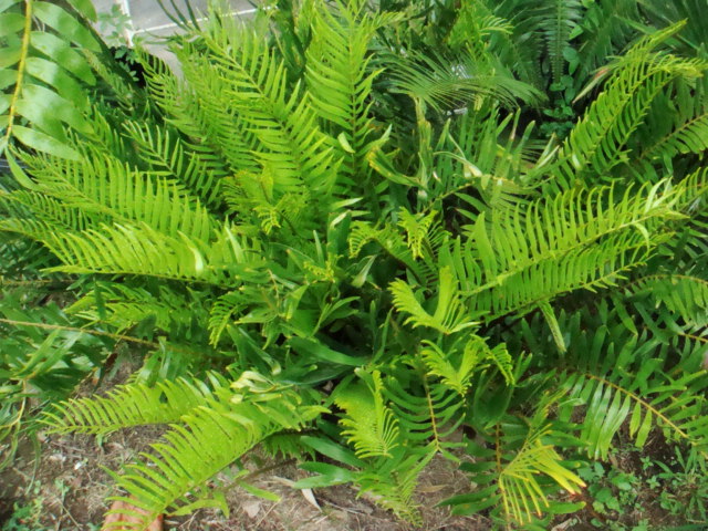 [Foto de planta, jardin, jardineria]