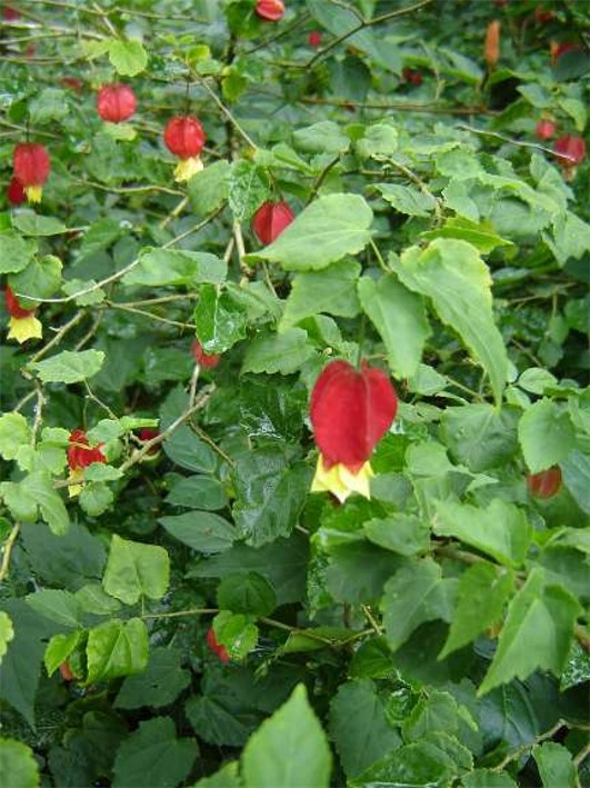 [Foto de planta, jardin, jardineria]