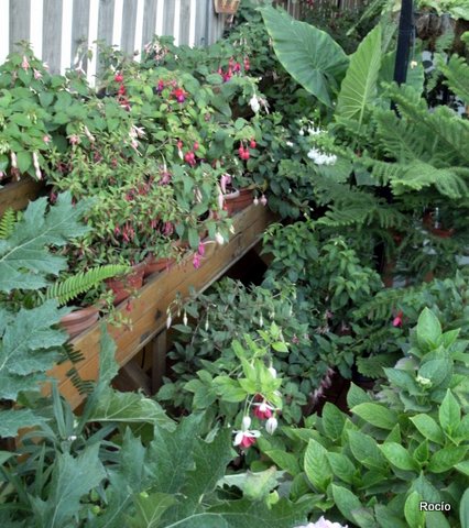 [Foto de planta, jardin, jardineria]