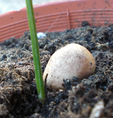 [Foto de planta, jardin, jardineria]