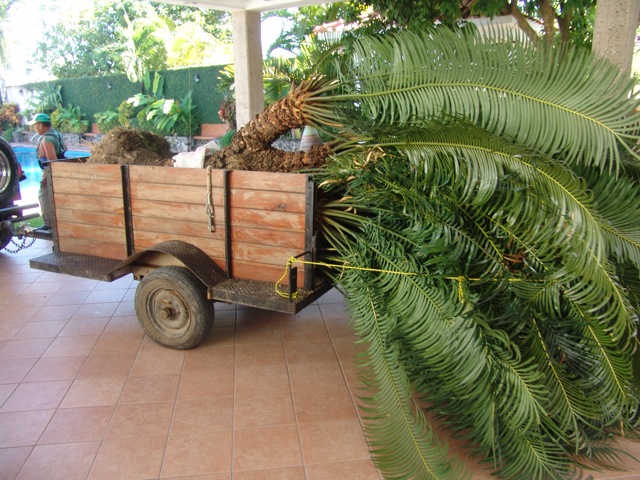 [Foto de planta, jardin, jardineria]