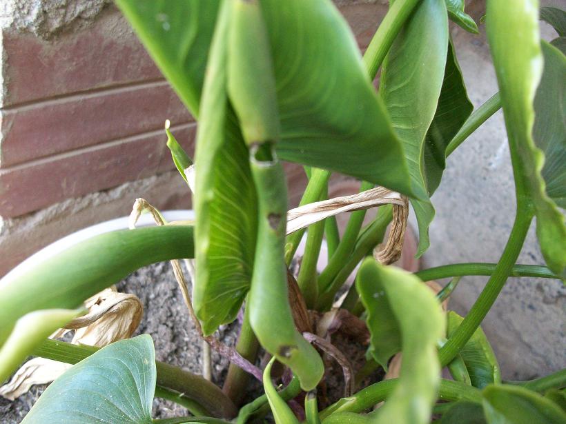 [Foto de planta, jardin, jardineria]