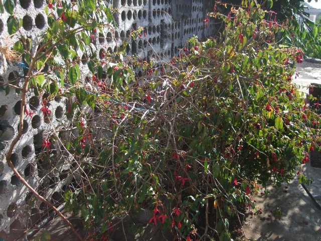 [Foto de planta, jardin, jardineria]