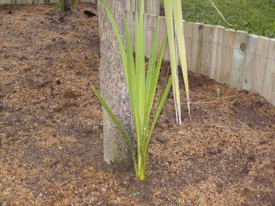 [Foto de planta, jardin, jardineria]