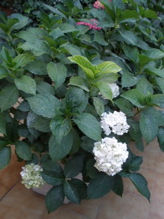 Color de la flor de hortensia y cómo cambiarlo