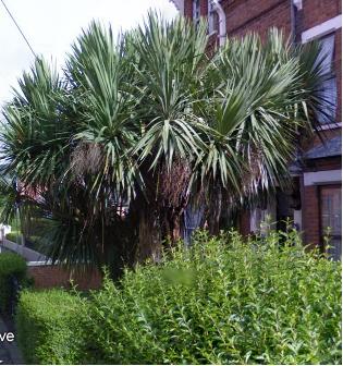 [Foto de planta, jardin, jardineria]