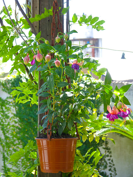 [Foto de planta, jardin, jardineria]