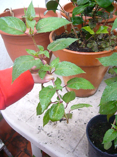 [Foto de planta, jardin, jardineria]