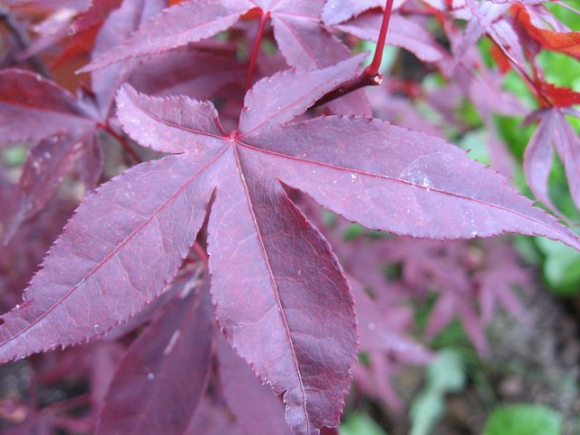 [Foto de planta, jardin, jardineria]