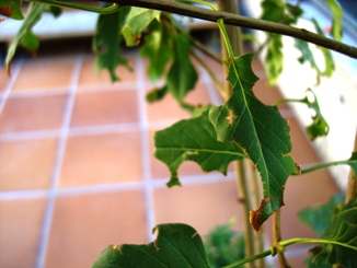 [Foto de planta, jardin, jardineria]