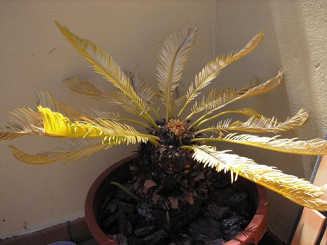 [Foto de planta, jardin, jardineria]