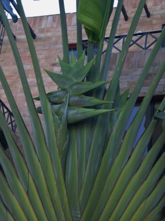 [Foto de planta, jardin, jardineria]