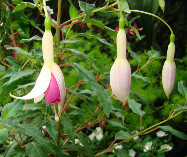 [Foto de planta, jardin, jardineria]