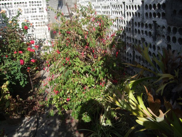 [Foto de planta, jardin, jardineria]