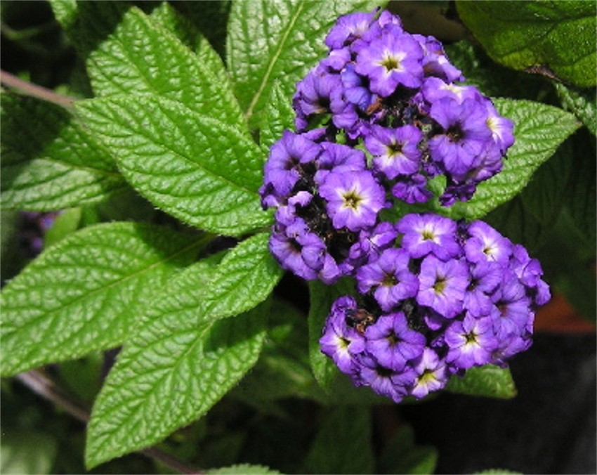 [Foto de planta, jardin, jardineria]