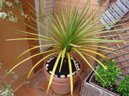 [Foto de planta, jardin, jardineria]