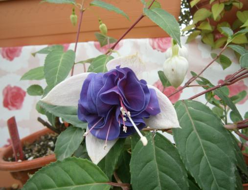 [Foto de planta, jardin, jardineria]