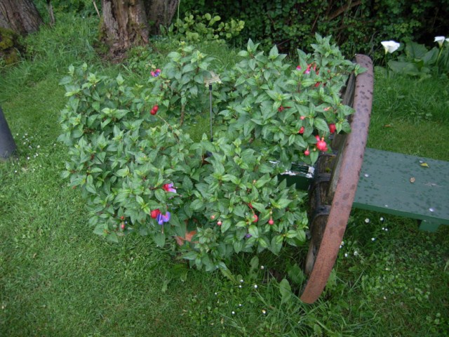 [Foto de planta, jardin, jardineria]