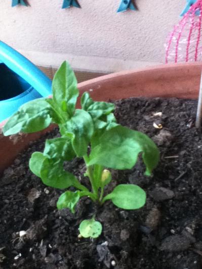 [Foto de planta, jardin, jardineria]