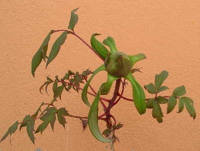 [Foto de planta, jardin, jardineria]