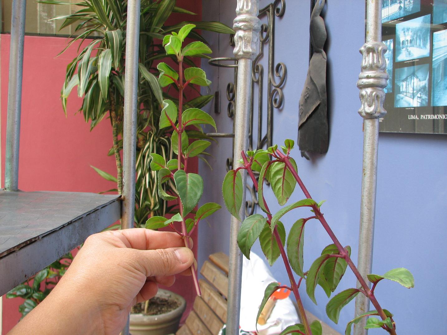 [Foto de planta, jardin, jardineria]