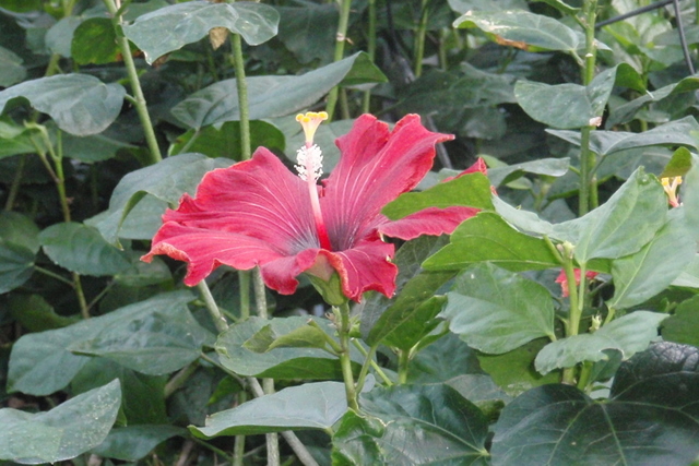 [Foto de planta, jardin, jardineria]