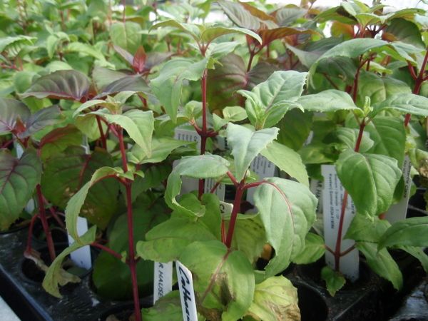 [Foto de planta, jardin, jardineria]