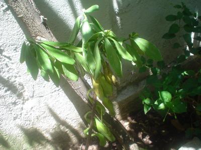 [Foto de planta, jardin, jardineria]