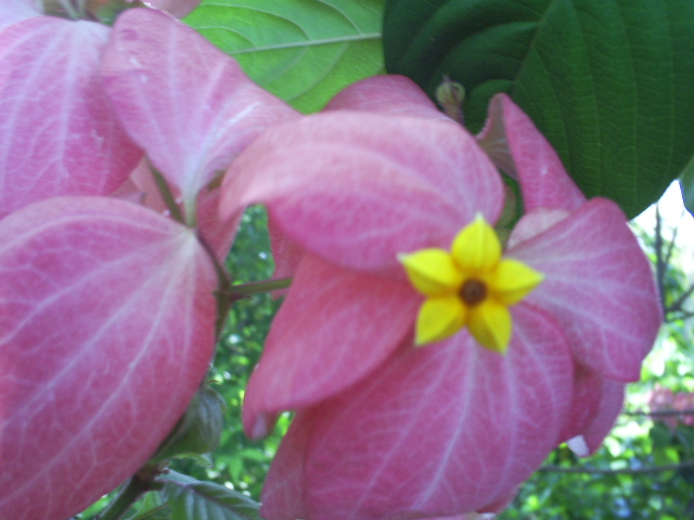 [Foto de planta, jardin, jardineria]